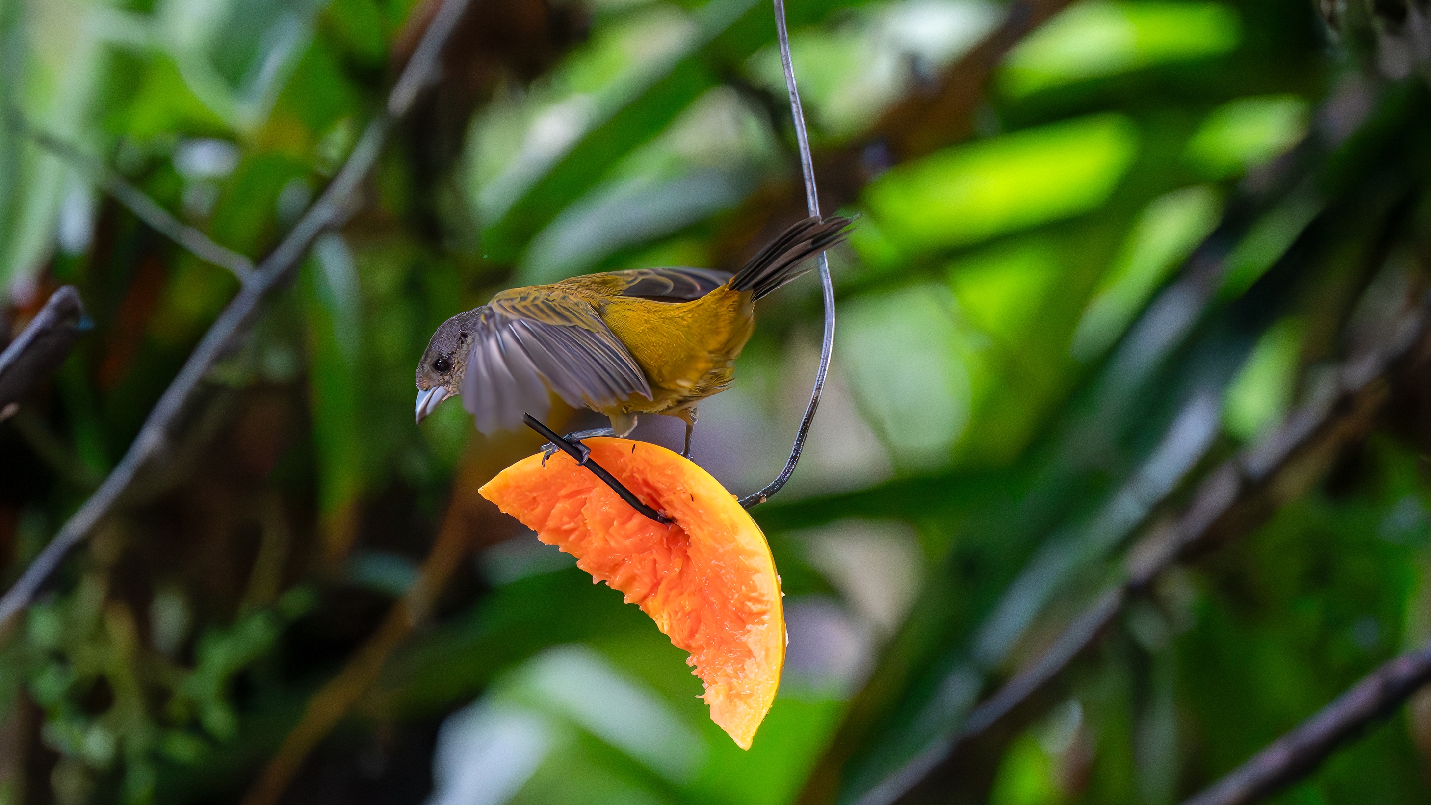 Kirschtangare ist ein mittelgroßer Sperlingsvogel. Diese Tangare ist ein ansässiger Brüter im pazifischen Tiefland von Costa Rica und Westpanama.
Erwachsener Plum. nuptial

Wald: Feuchtebene, Feuchtberg; Buschwald: feucht; Künstliche terrestrische Gebiete: landwirtschaftliches Land, Weiden, Plantagen, ländliche Gärten